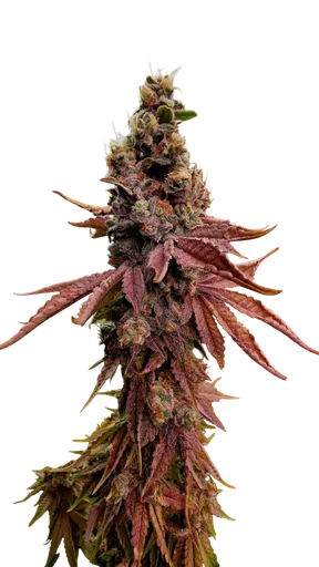 Strawberry Gambino