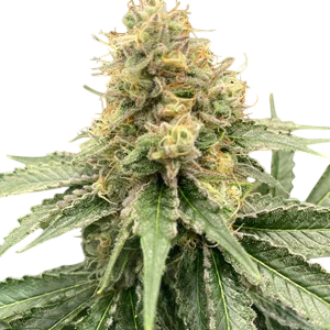 Strawberry Guava Auto