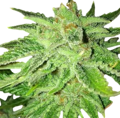 Strawberry OG | PHOTOFEM | Cali Connection