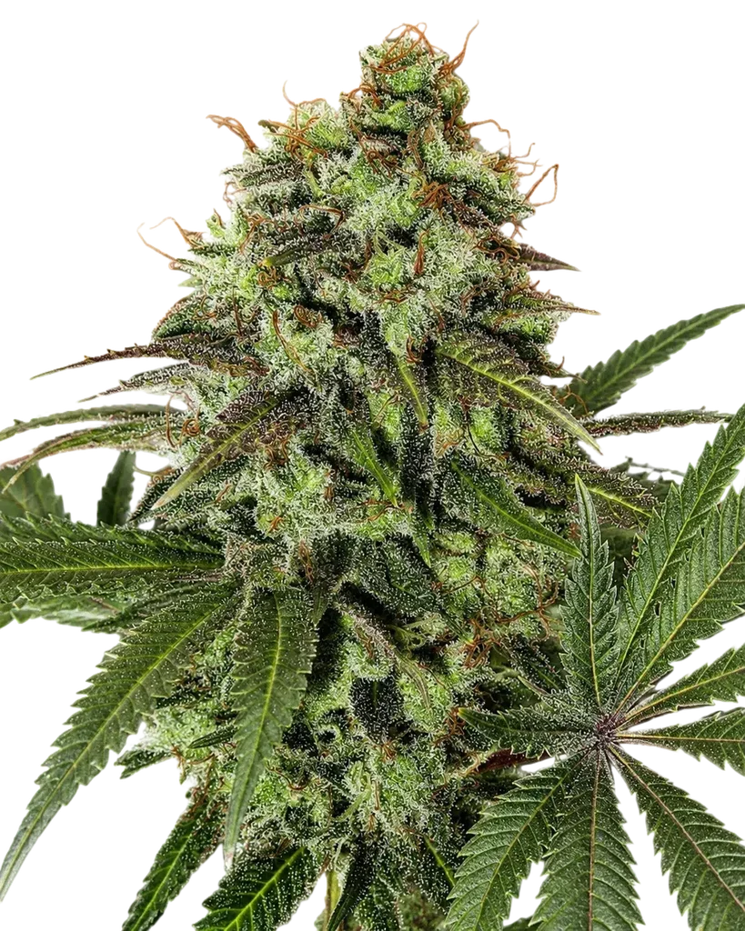 Strawberry OG – Produktansicht
