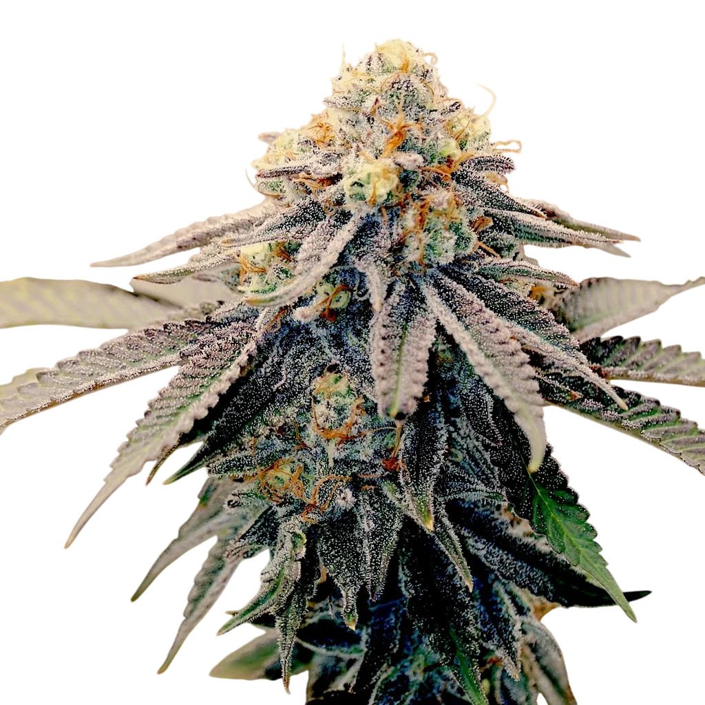 Sundae Punch | PHOTOFEM | Elev8 Seeds