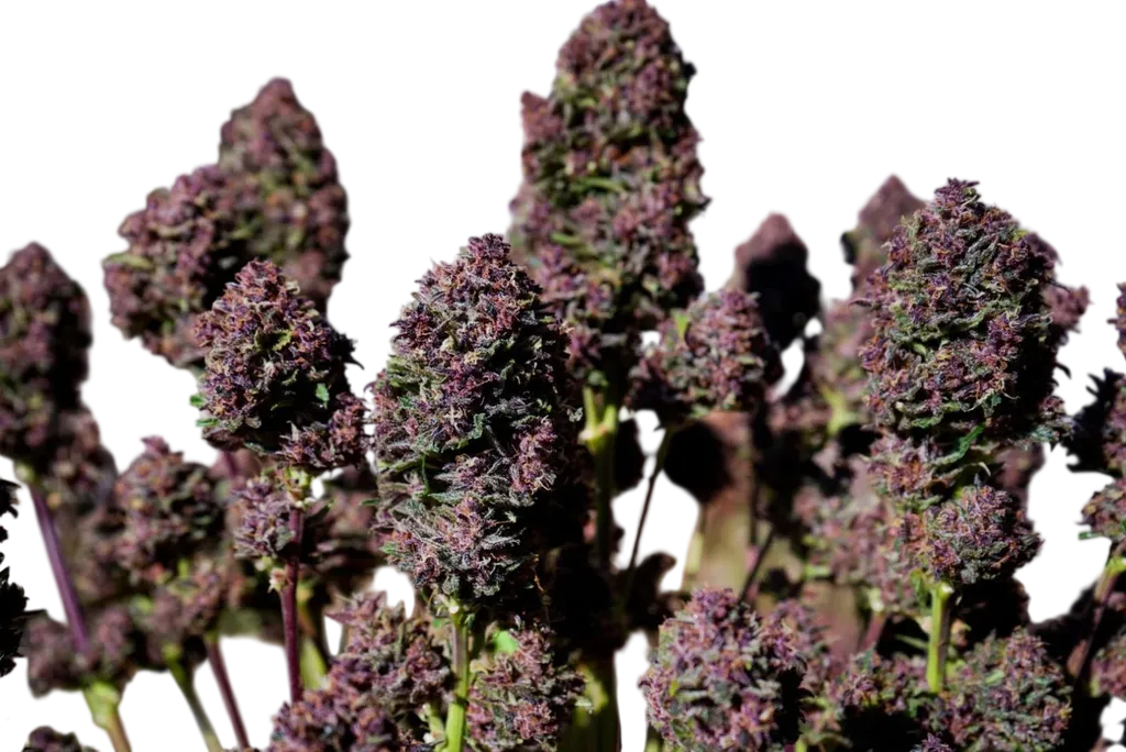 Purple Haze Auto | AUTOFEM | Fast Buds