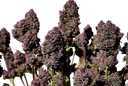Purple Haze Auto | AUTOFEM | Fast Buds