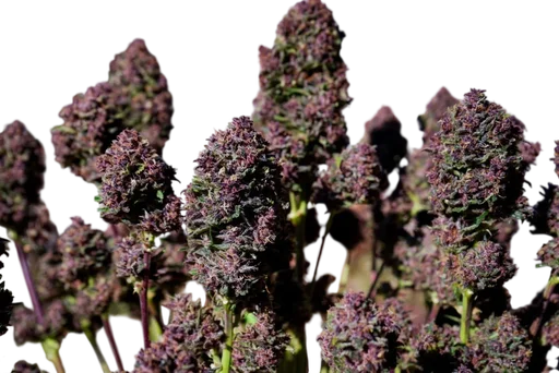 Purple Haze Auto