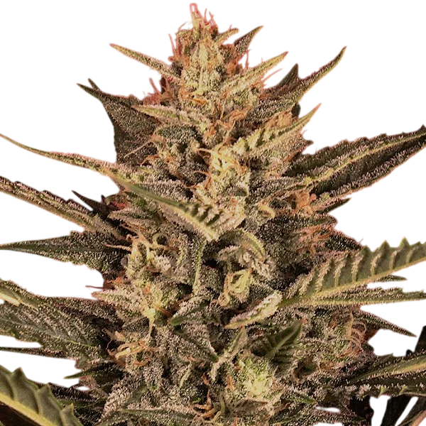 Sunset Vibes Auto – Produktansicht