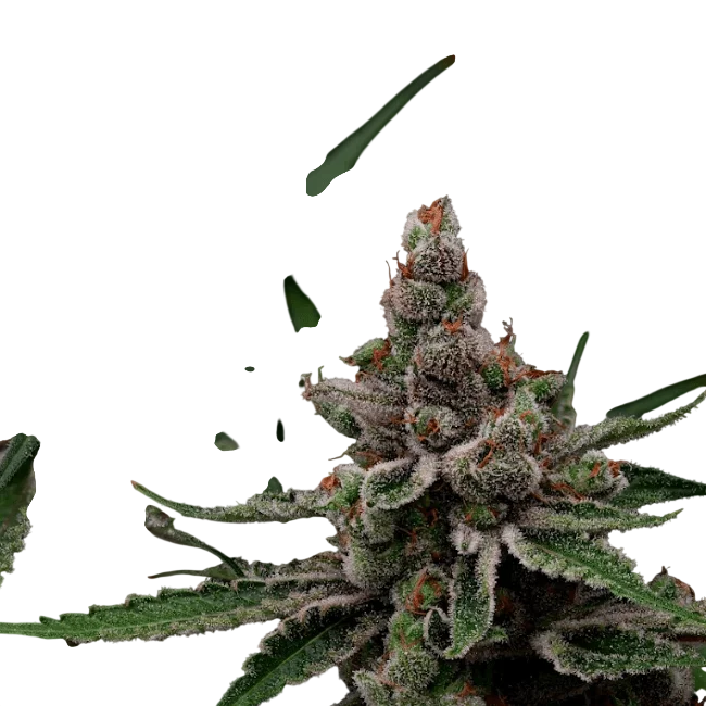Super Blue Haze – Produktansicht