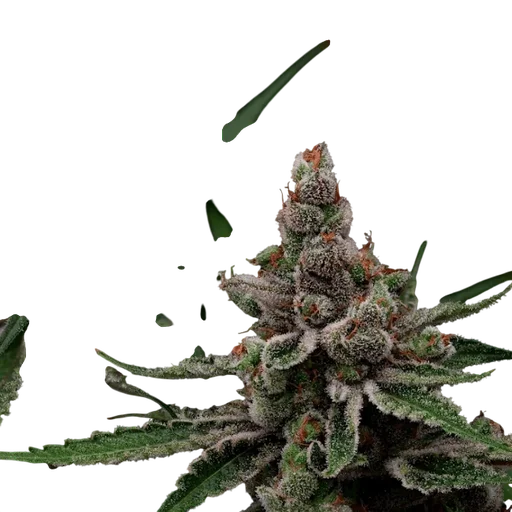Super Blue Haze