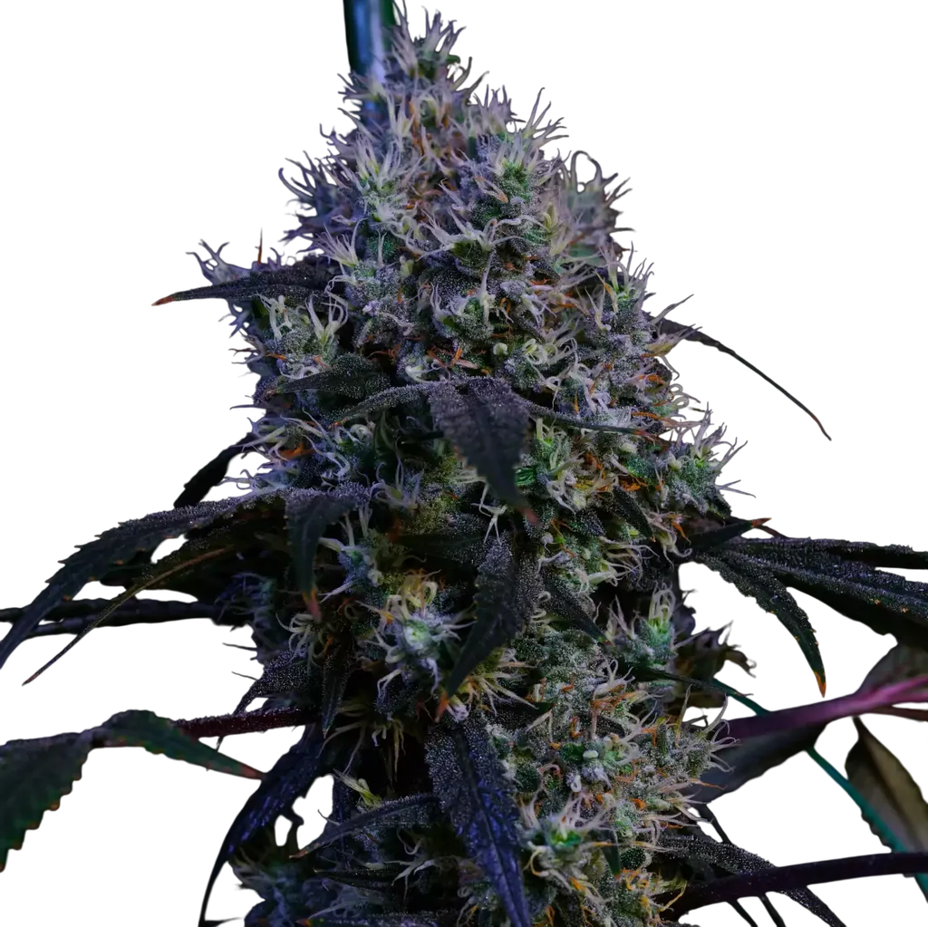 Super Lemon Haze RBX3 | PHOTOFEM | Ethos Genetics