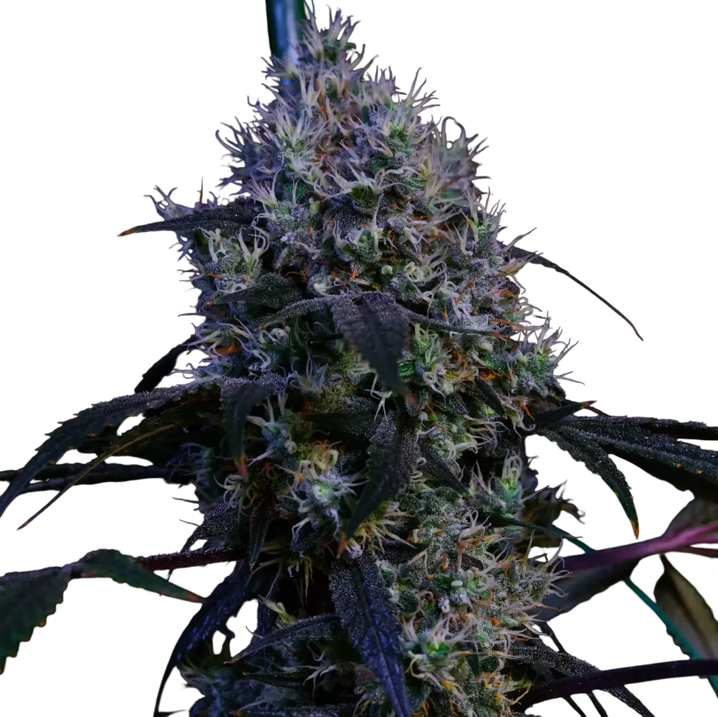 Super Lemon Haze RBX3 – Produktansicht