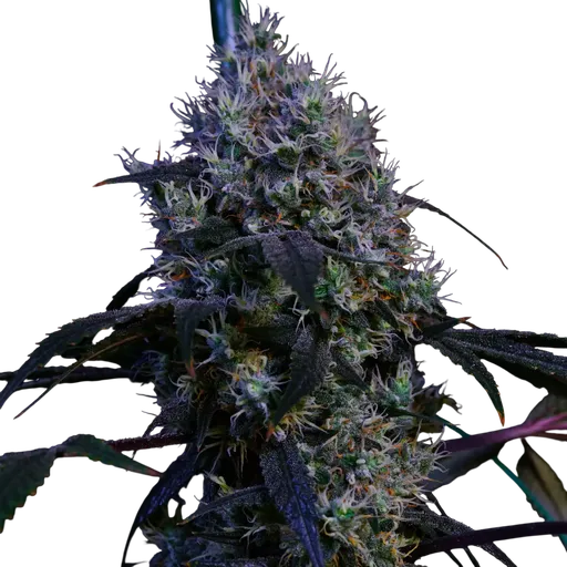 Super Lemon Haze RBX3