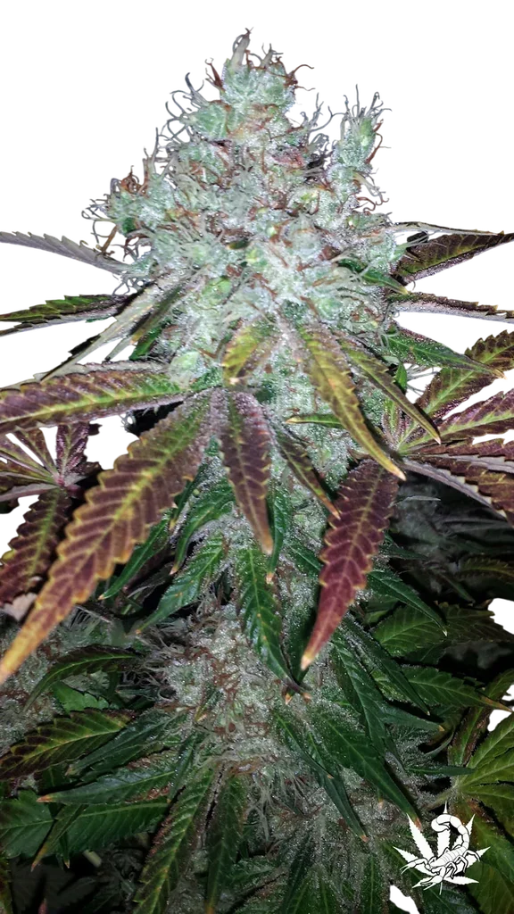 Super Lemon Jack – Produktansicht
