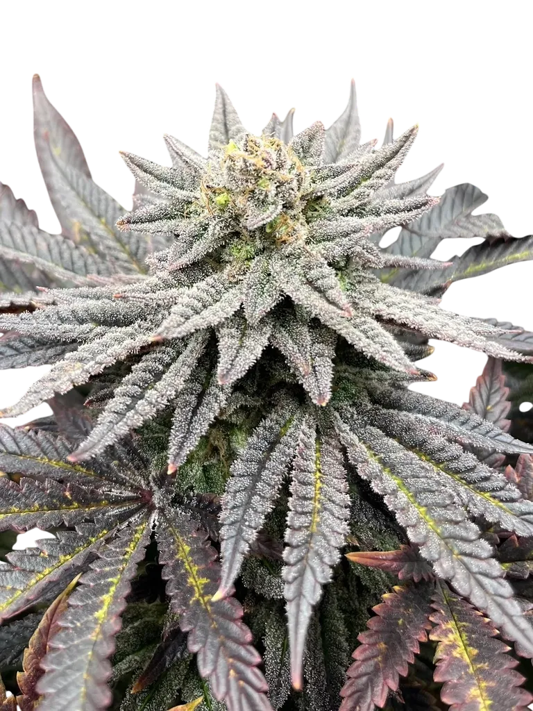 Super Menthol Haze | PHOTOFEM | TerpyZ Mutant Genetics