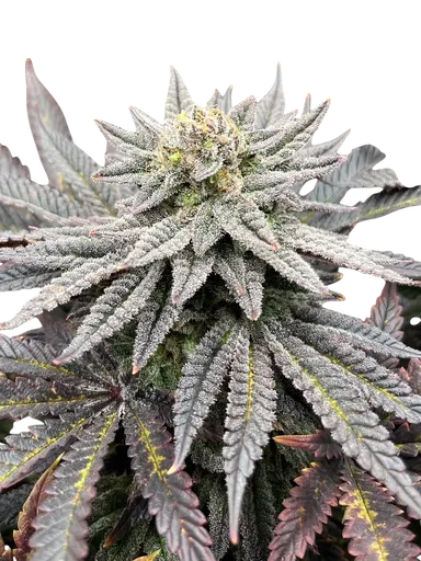 Super Menthol Haze
