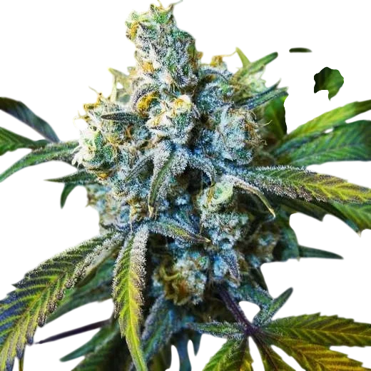 Super Silver Haze – Produktansicht