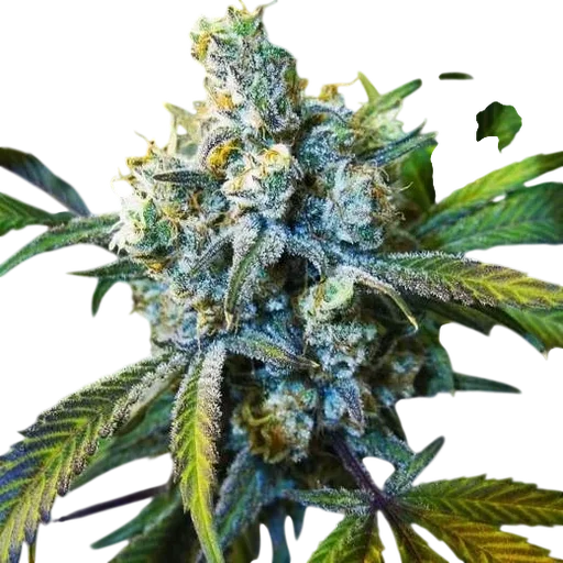 Super Silver Haze