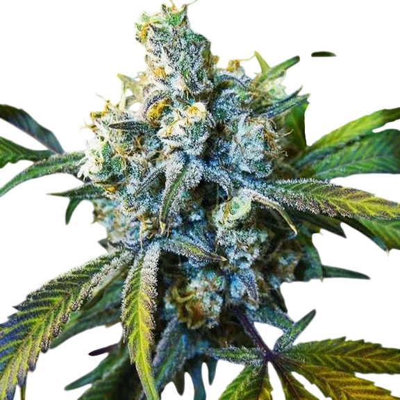 Super Silver Haze – Produktansicht