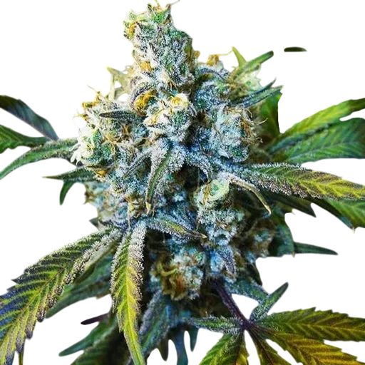 Super Silver Haze