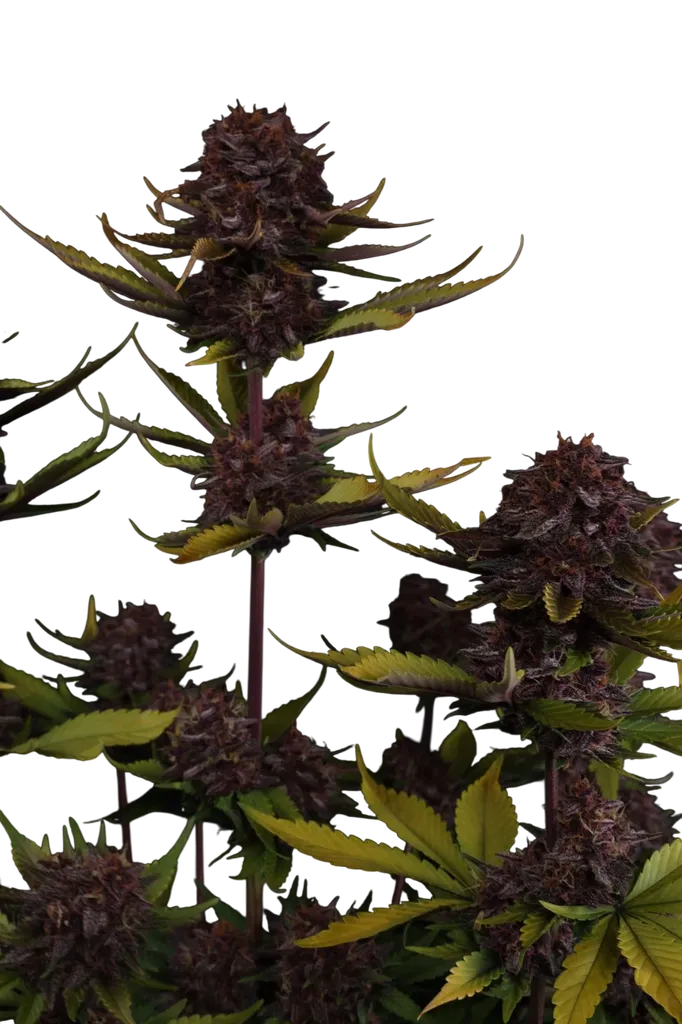 Purple Lemonade Auto | AUTOFEM | Fast Buds