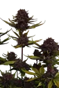 Purple Lemonade Auto | AUTOFEM | Fast Buds