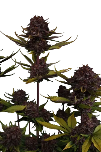 Purple Lemonade Auto