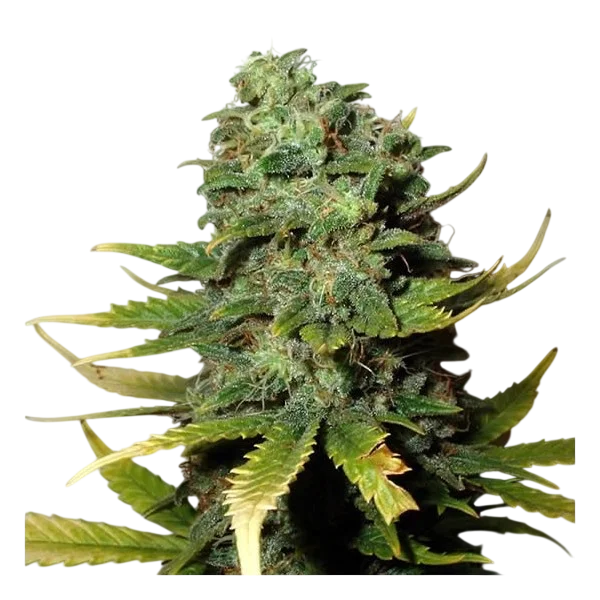Super Skunk – Produktansicht