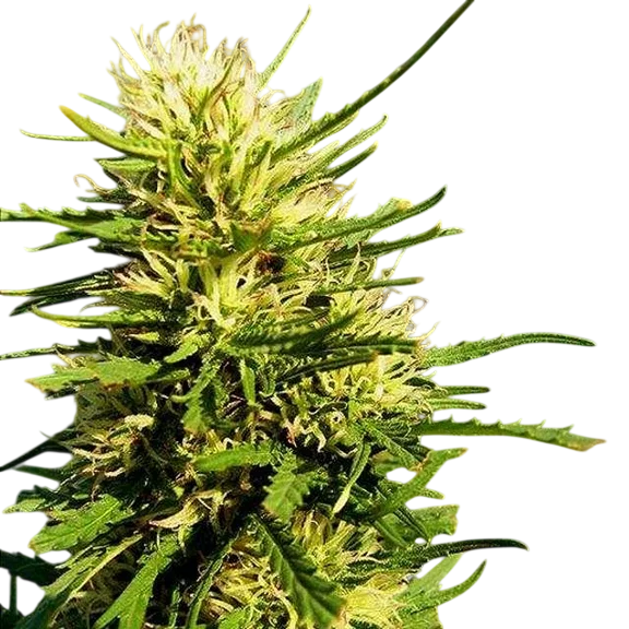 Super Skunk Auto – Produktansicht