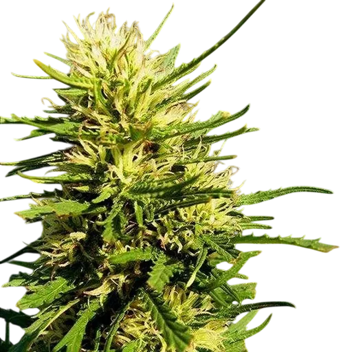 Super Skunk Auto