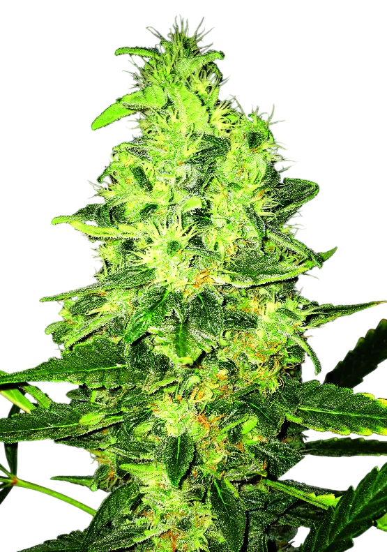 Super Skunk – Produktansicht