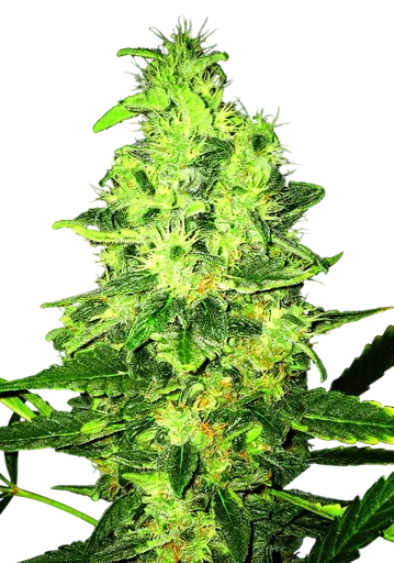Super Skunk