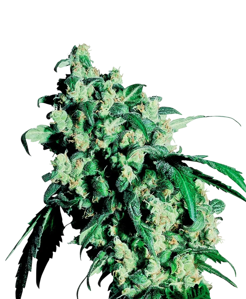 Super Skunk – Produktansicht