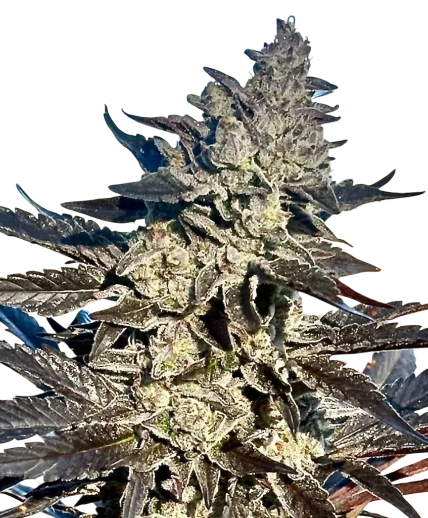 Super Sour Runtz – Produktansicht