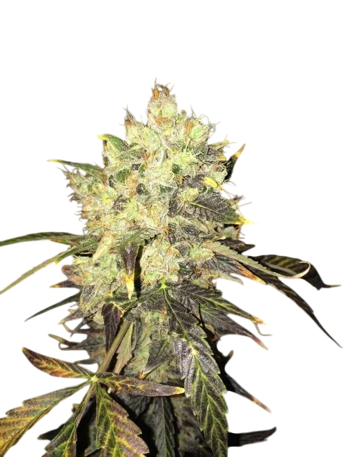Supreme CBD Durban – Produktansicht