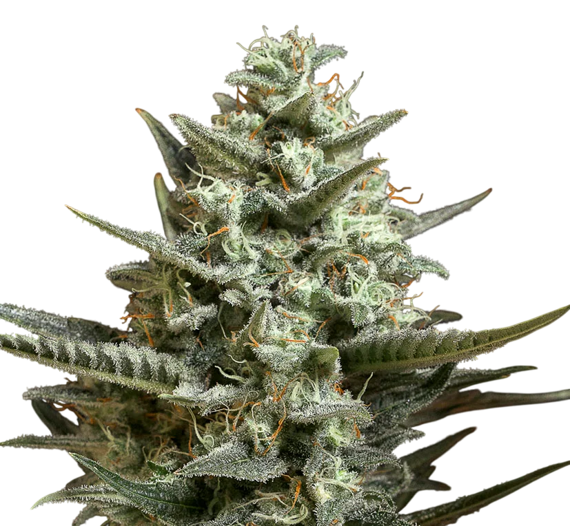 Sweet Bilbo – Produktansicht