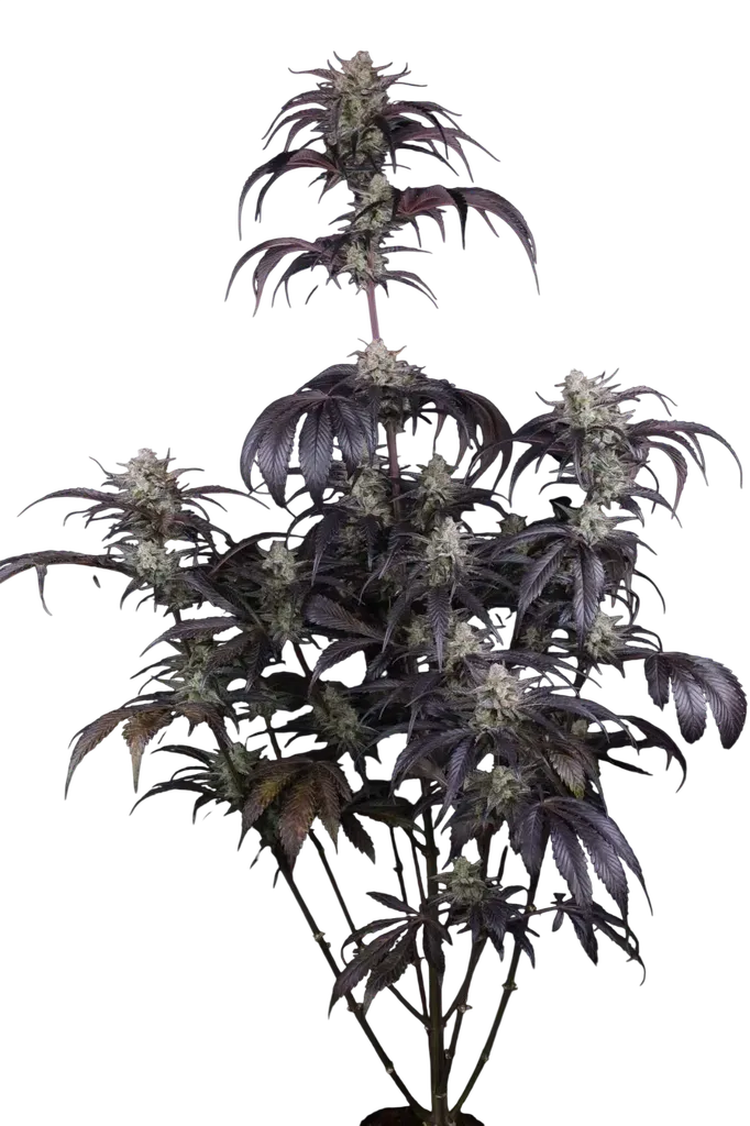 Strawberry Gorilla Auto | AUTOFEM | Fast Buds