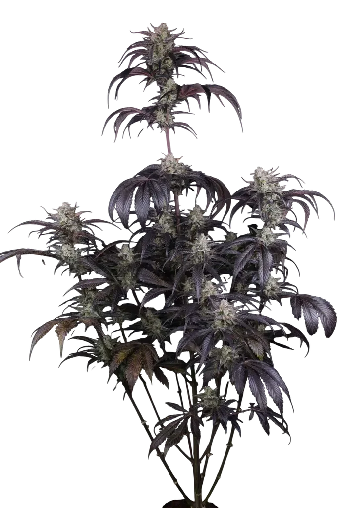Strawberry Gorilla Auto | AUTOFEM | Fast Buds