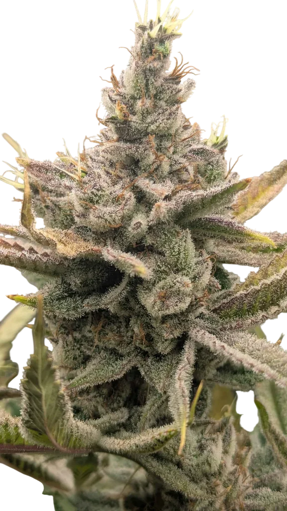 Sweet Peaks | PHOTOFEM | Elev8 Seeds