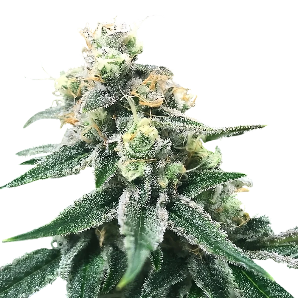 Swiss Miss | PHOTOREG | DNA Genetics