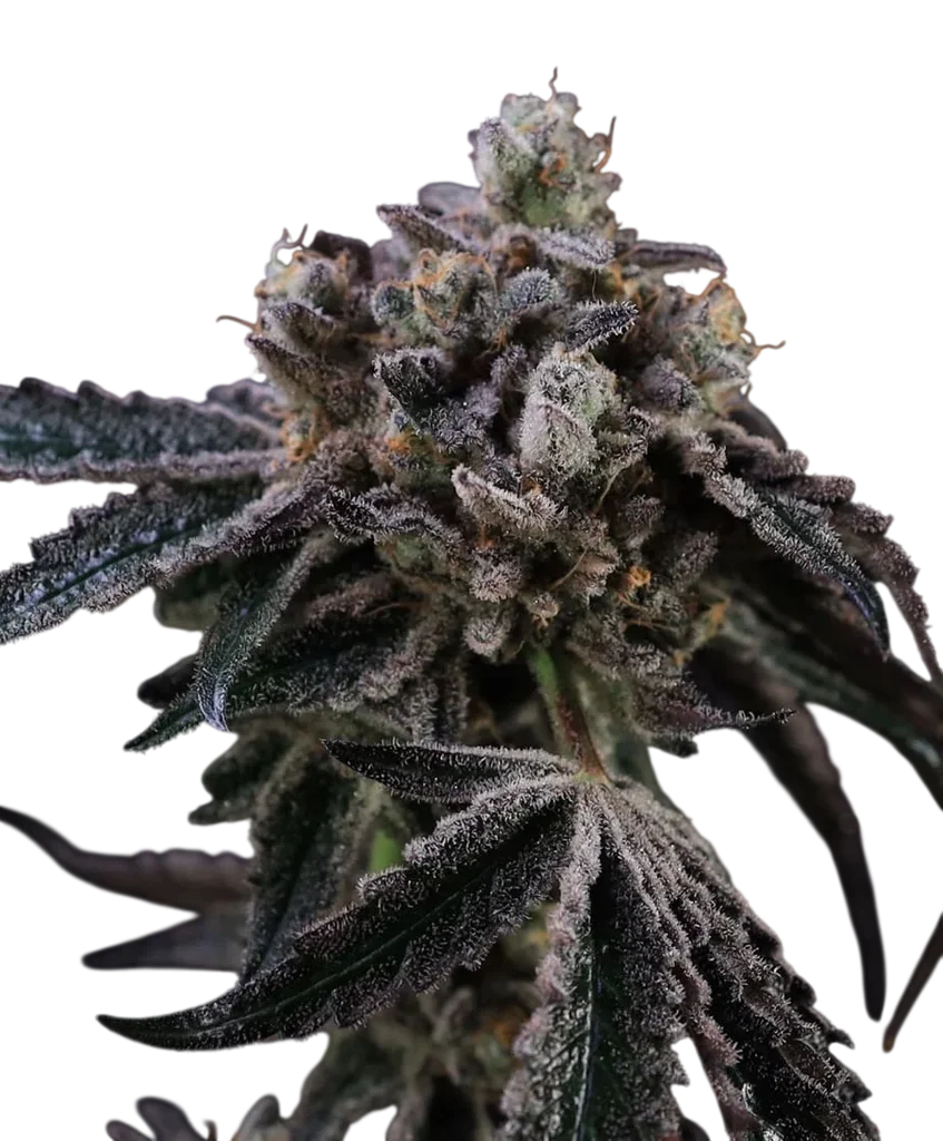 Tahoe Cookies Auto – Produktansicht