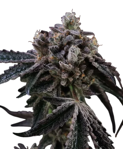 Tahoe Cookies Auto
