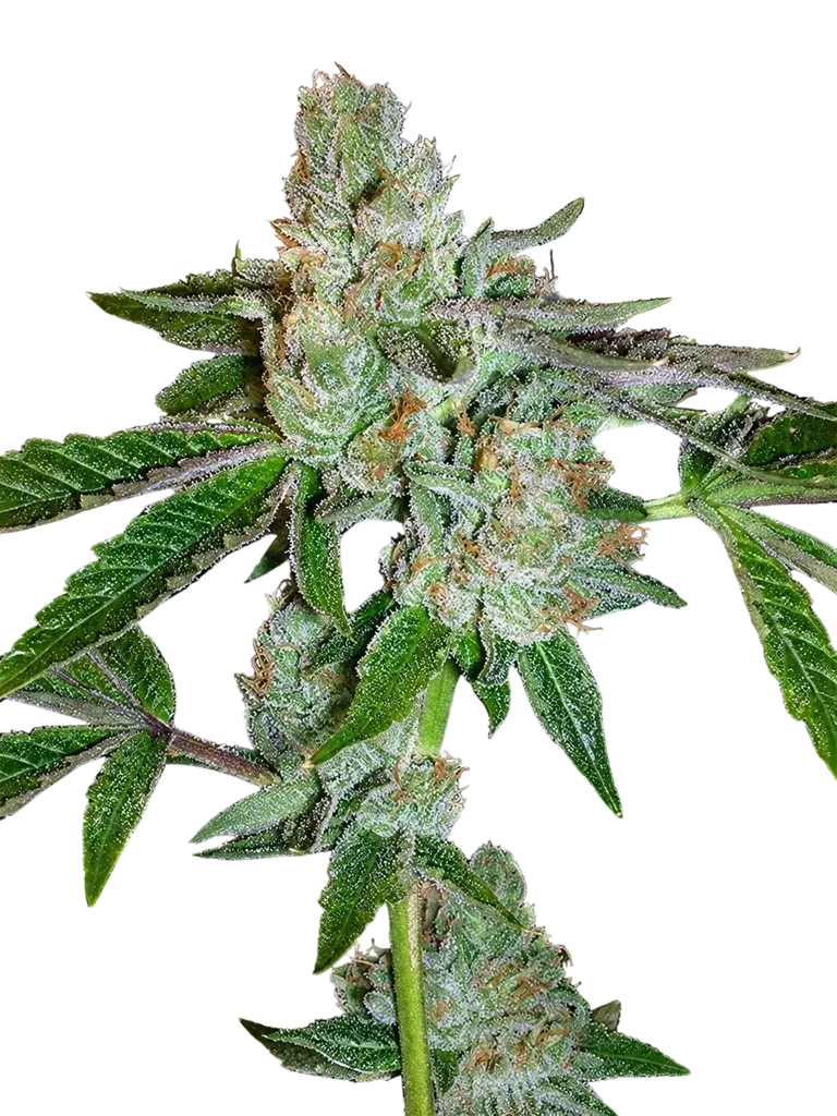 Tahoe OG Kush – Produktansicht