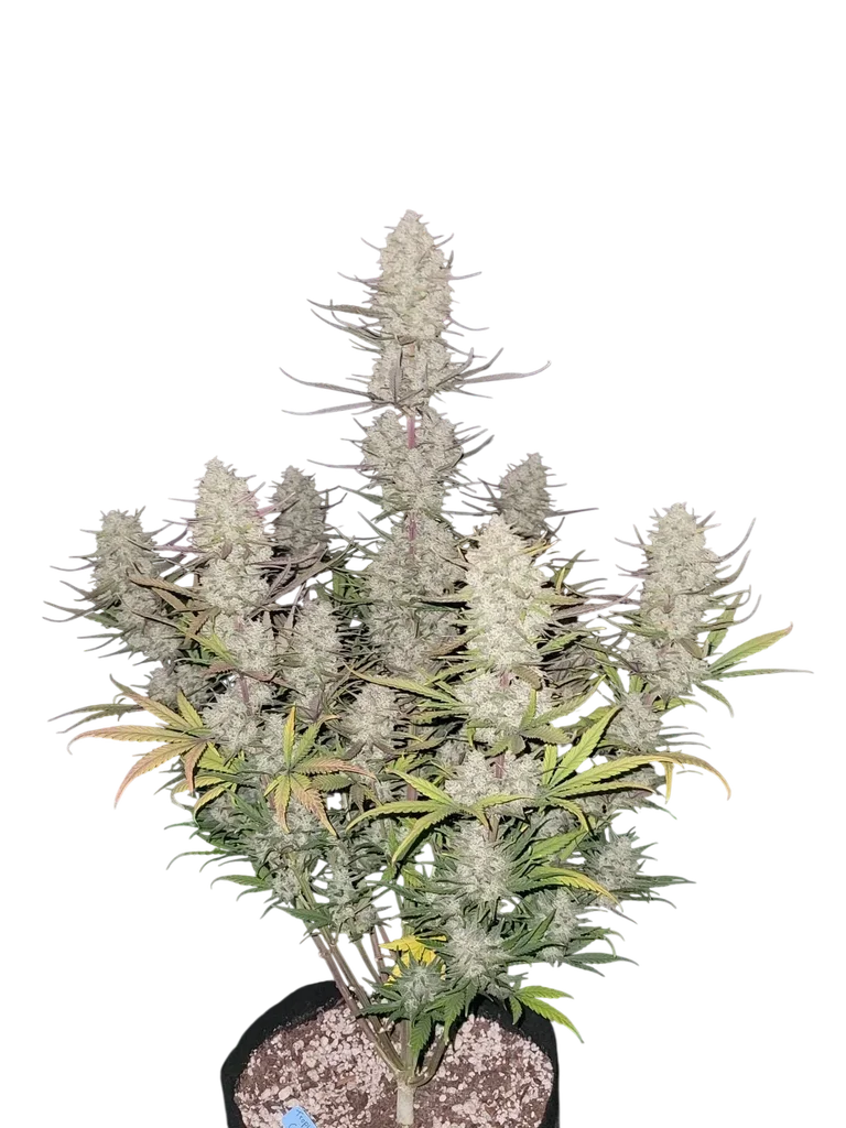 Tropicana Cookies Auto – Produktansicht