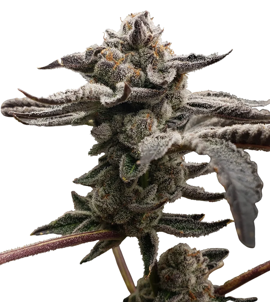 Tangie Candie – Produktansicht