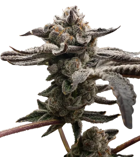 Tangie Candie
