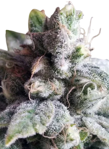 Tangie Cookies – Produktansicht
