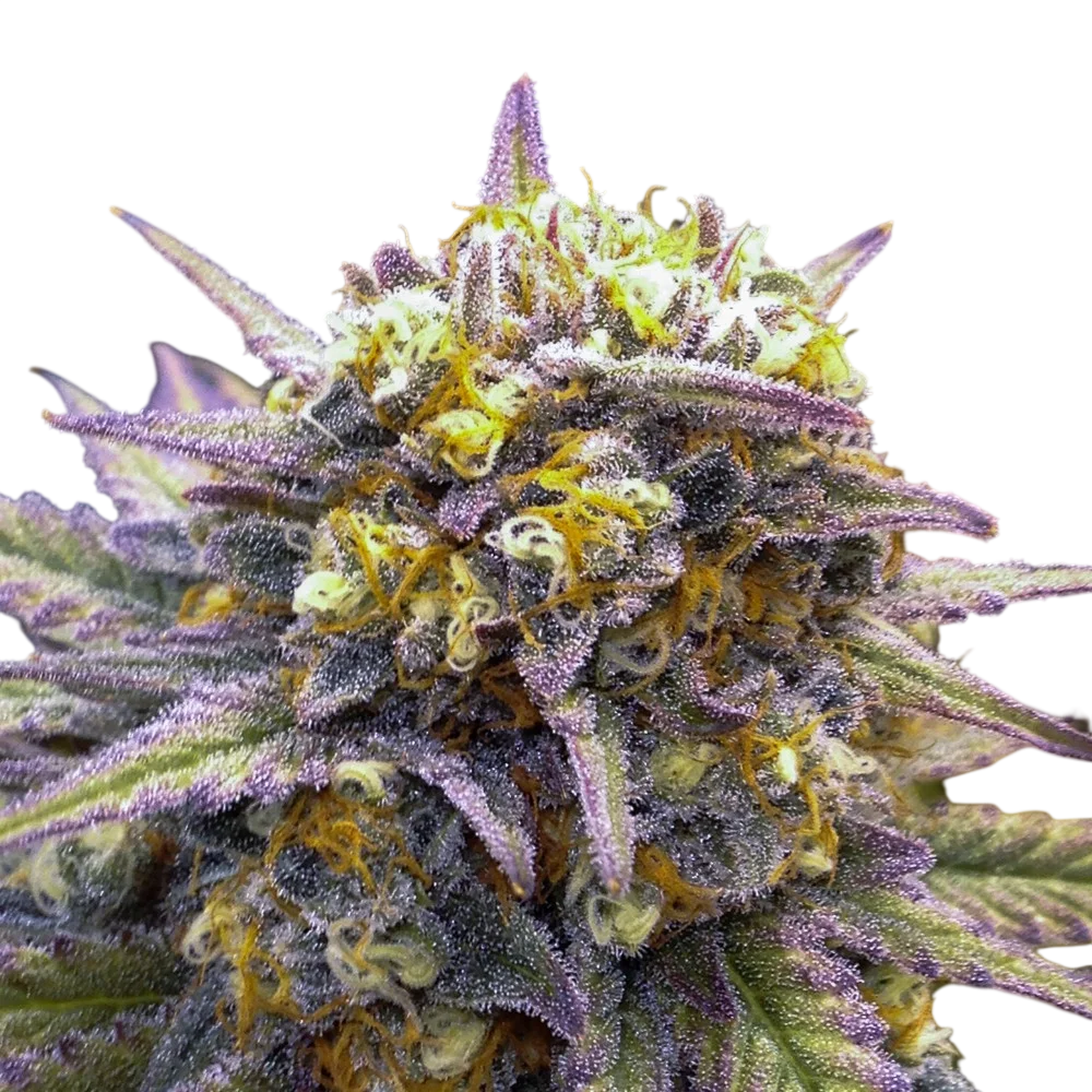 Tangilope Kush | PHOTOREG | DNA Genetics