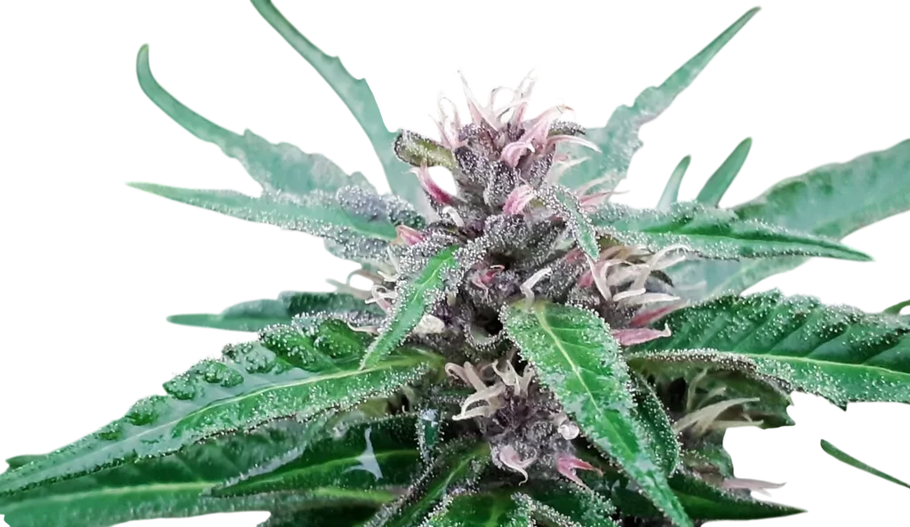 Tao Purple – Produktansicht