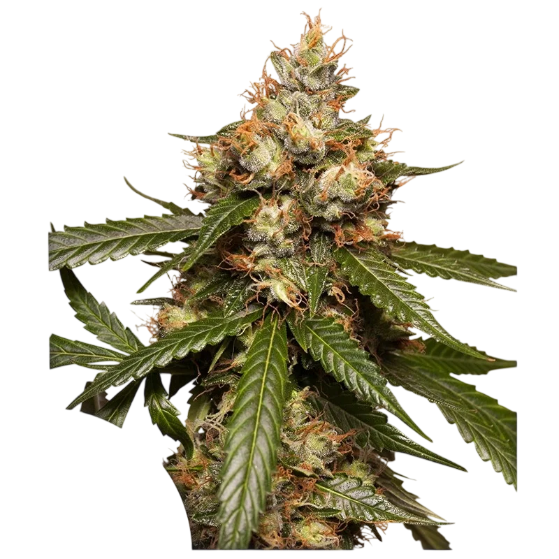 THC-Victory Auto – Produktansicht