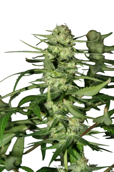 The Doors | PHOTOREG | Mr. Nice Seedbank