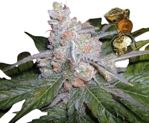The Purps