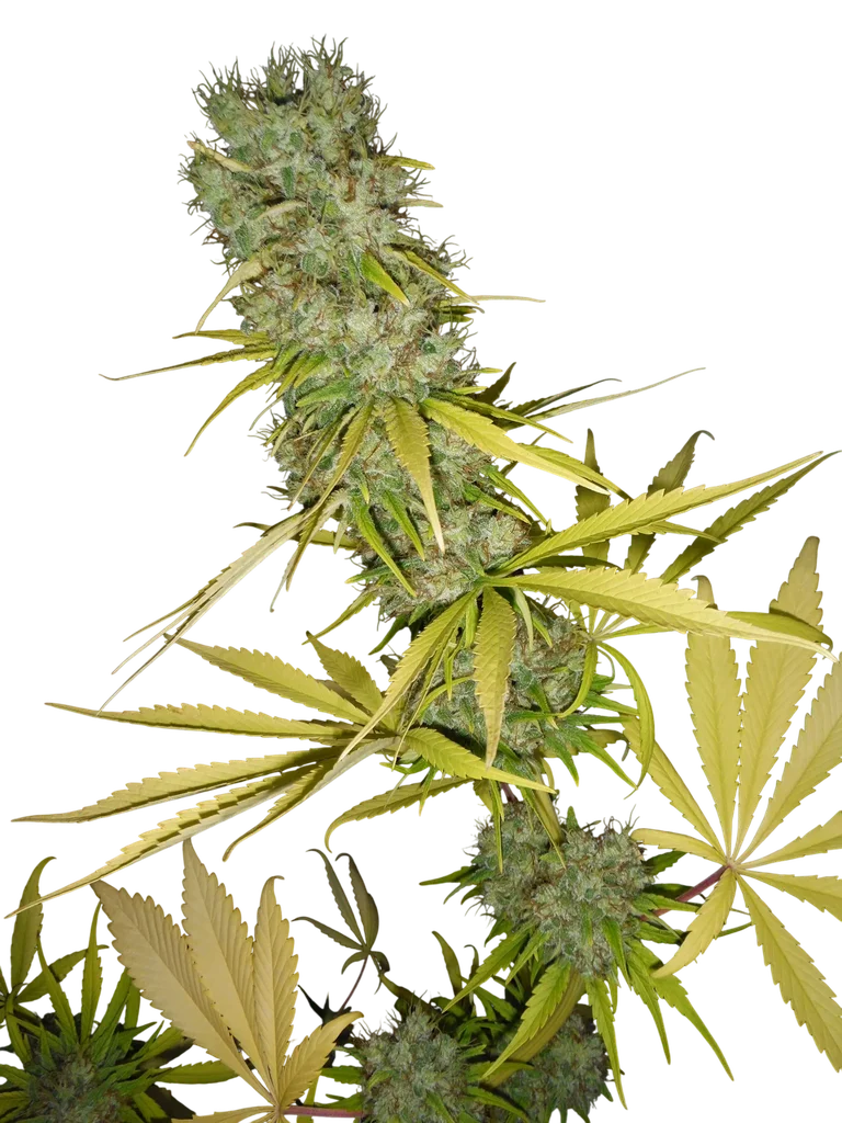 The Stones | PHOTOREG | Mr. Nice Seedbank